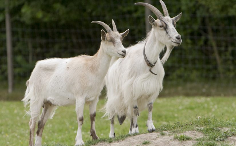 LiD, and why you can become successful from studying goats.