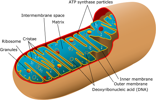 How cells produce energy